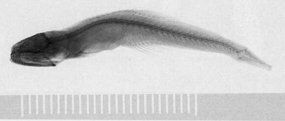 Image de Pseudoscopelus scutatus Krefft 1971