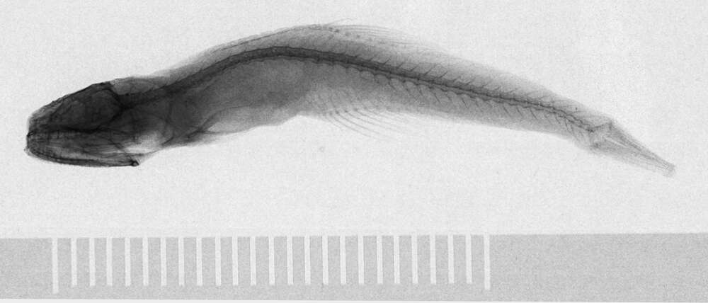 Image of Pseudoscopelus scutatus Krefft 1971