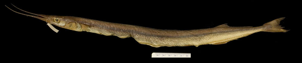Image of Short-beaked garfish