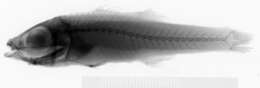 Image of Brinkmannella elongata Parr 1933