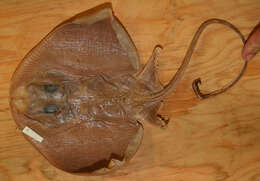 Image of Atlantic pygmy skate