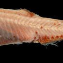 Image of Diogenes lantern fish