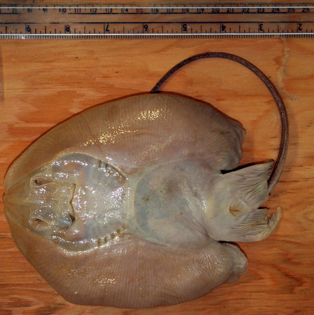 Image of Atlantic pygmy skate