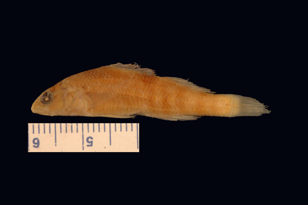 Image of Orangethroat darter