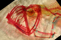 Image of Dannevig's Dragonfish