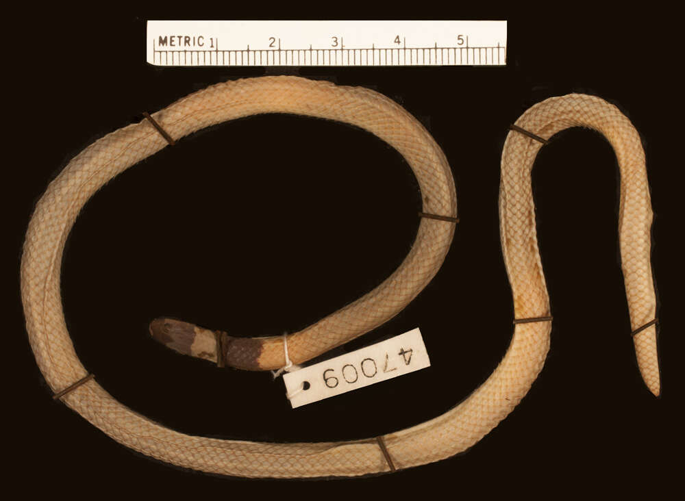 Image of Tricolored Burrowing Snake