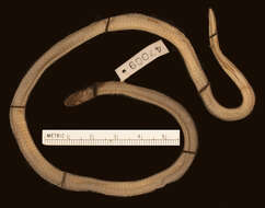 Image of Tricolored Burrowing Snake