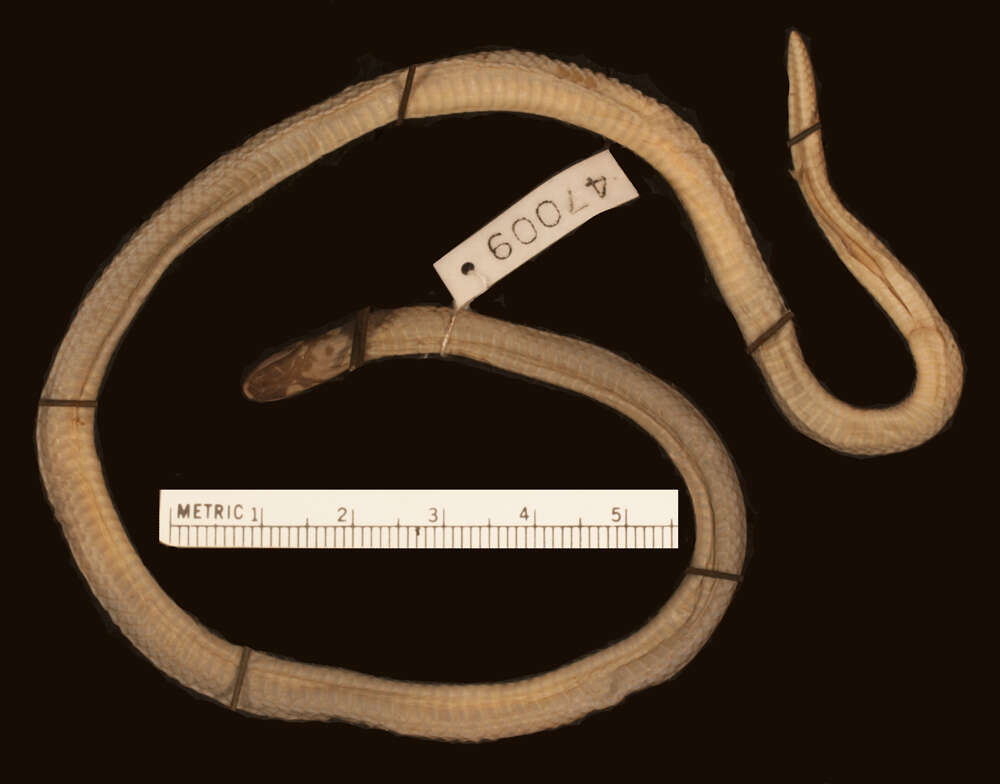 Image of Tricolored Burrowing Snake