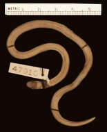 Image of Tricolored Burrowing Snake