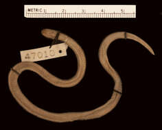 Image of Tricolored Burrowing Snake
