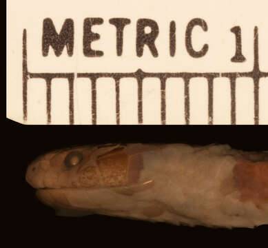 Image of Tricolored Burrowing Snake