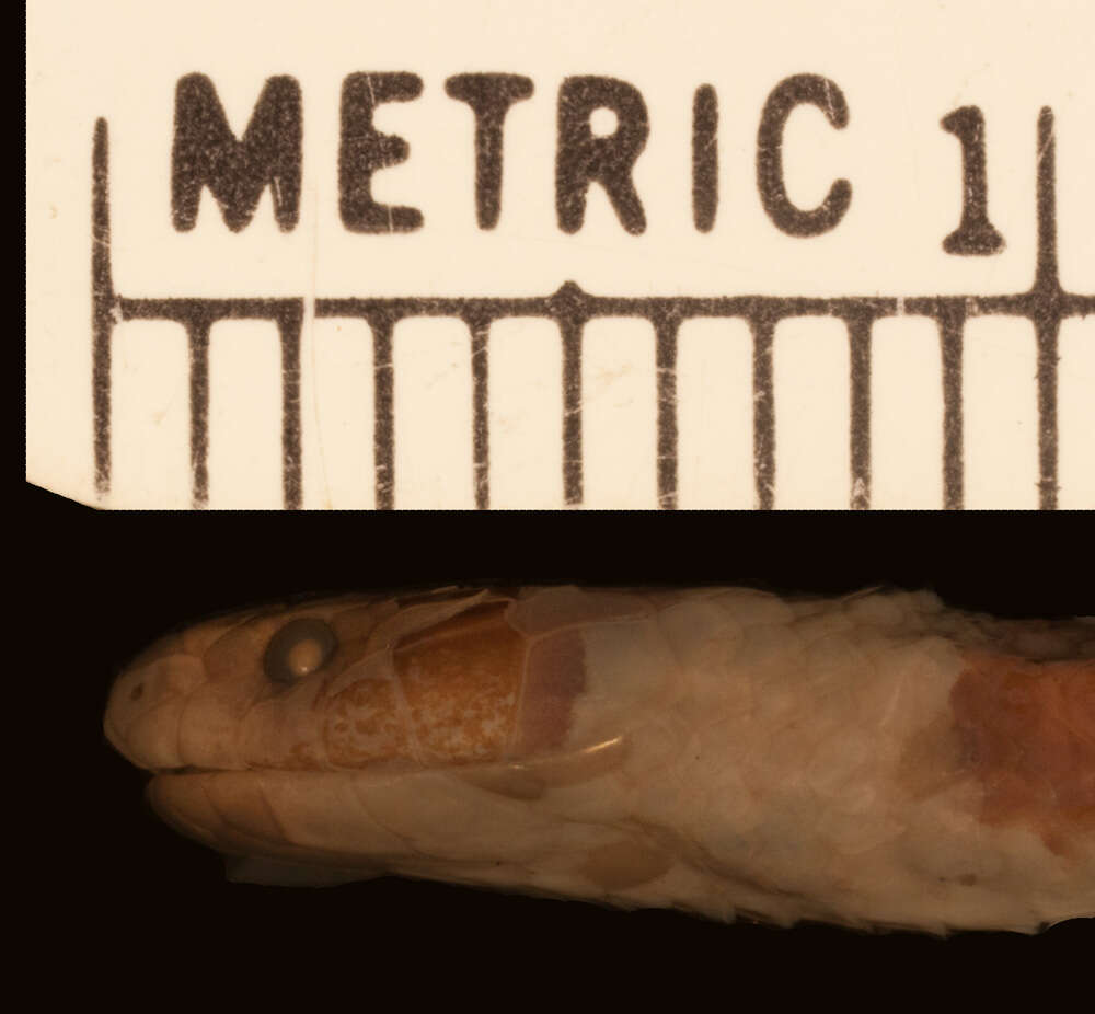 Image of Tricolored Burrowing Snake