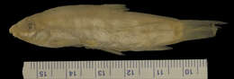 Image of Bengal loach