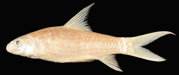 Image of Red Canarese Barb