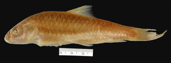 Image of Copper Mahseer