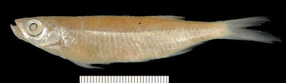 Image of Boopis razorbelly minnow