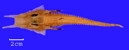 Image of Alligator searobin
