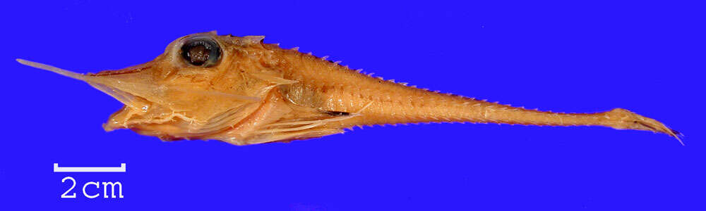 Image of Alligator searobin