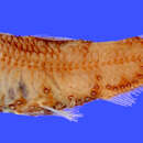 Image of Bertelsen&#39;s lanternfish