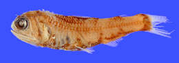 Image of Bertelsen&#39;s lanternfish