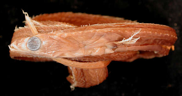 Image of Yano&#39;s snipe eel