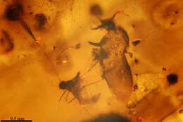 Image of biting midges