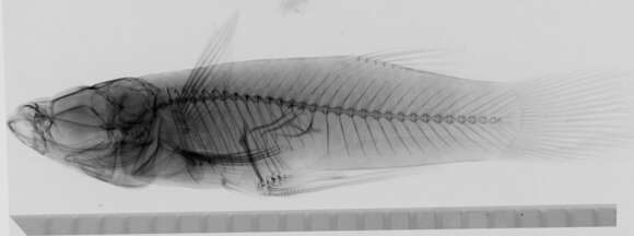 Imagem de Gambusia nicaraguensis Günther 1866