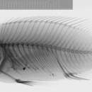 Image of Benitochromis batesii (Boulenger 1901)