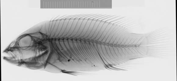 صورة Benitochromis batesii (Boulenger 1901)