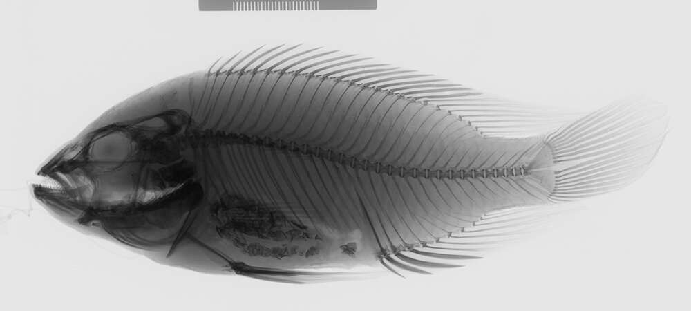 Слика од Astatoreochromis