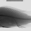 Plancia ëd Haplochromis crassilabris Boulenger 1906
