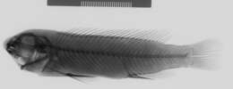 Image de Labeotropheus trewavasae Fryer 1956