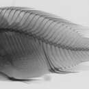 Image of Haplochromis mylodon Greenwood 1973