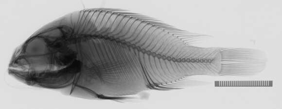 Image of Haplochromis mylodon Greenwood 1973