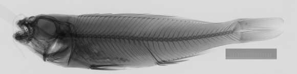 Image of Plecodus paradoxus Boulenger 1898