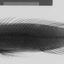 Image of Julidochromis marlieri Poll 1956