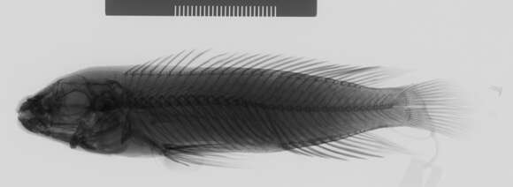 Image of Julidochromis marlieri Poll 1956