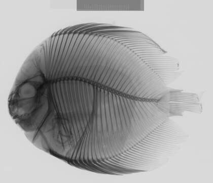 Image of Discus