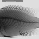 Image of Caquetaia myersi (Schultz 1944)