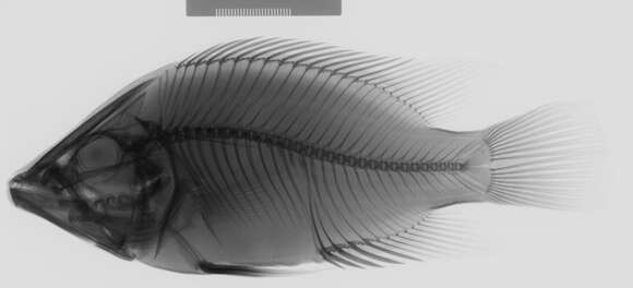 Image of Caquetaia myersi (Schultz 1944)