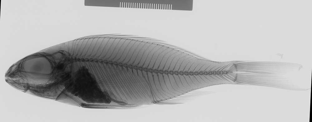 Image de Cardiopharynx schoutedeni Poll 1942