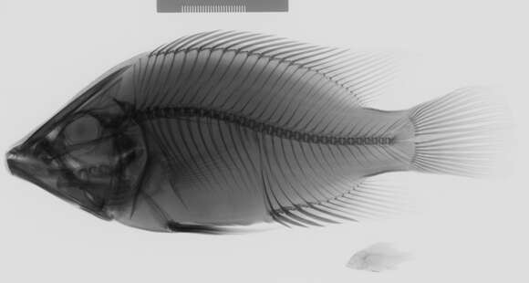 Image of Caquetaia myersi (Schultz 1944)