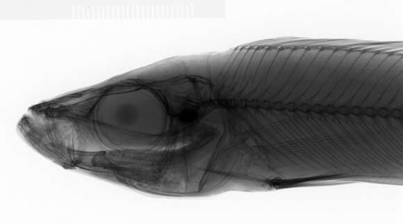 Image of Benthochromis tricoti (Poll 1948)