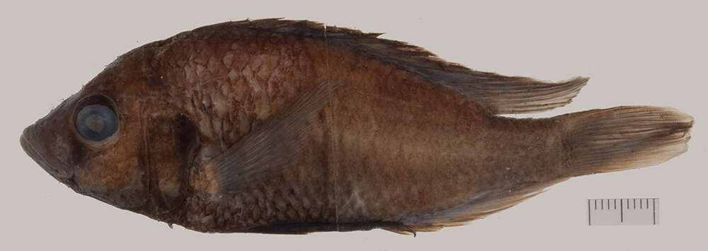 Image of Blue Victoria mouthbrooder
