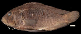 Image of Haplo Fish