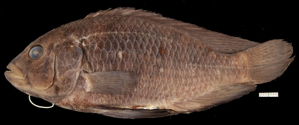 Слика од Astatoreochromis