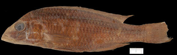 Image of Champsochromis