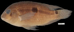 Image of Saddle cichlid