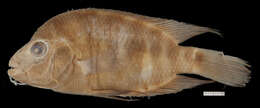 Image of Midas cichlid