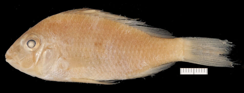 صورة Acarichthys